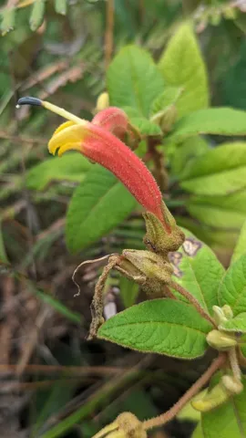 Flor roja y amarilla de campanulácea.