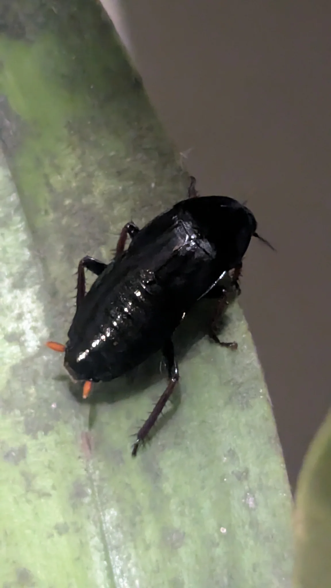 Insecto negro sobre una hoja. La identificación más precisa sigue sin confirmarse.