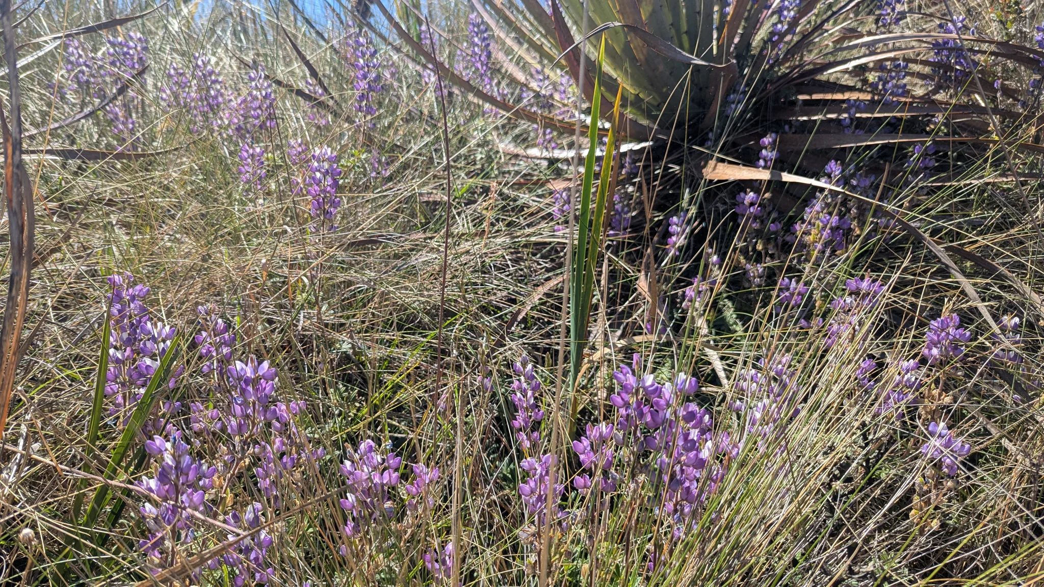 Flores moradas en tallos delgados
