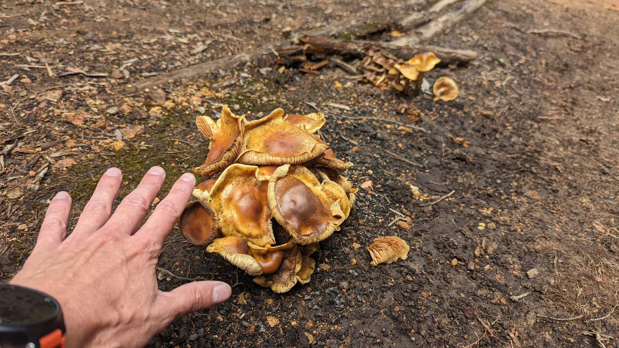 Hongos dorados sobre suelo oscuro. La identificación más precisa sigue sin confirmarse.