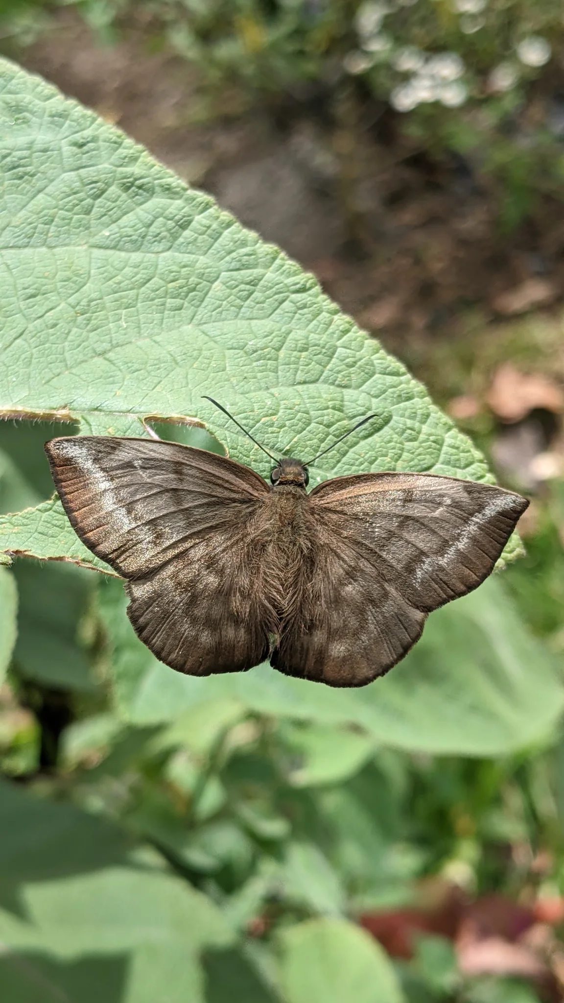 Polilla marrón en una hoja ancha. La identificación más precisa sigue sin confirmarse.