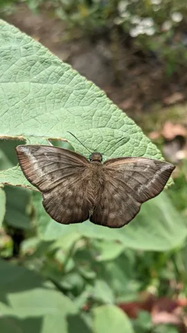 Polilla marrón en una hoja ancha. La identificación más precisa sigue sin confirmarse.