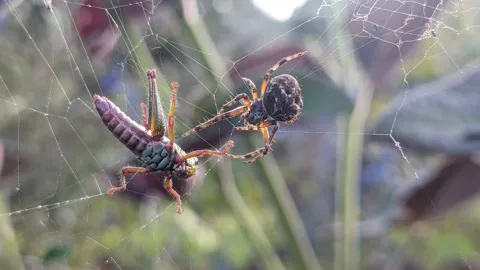 Araña en su red junto a un tallo seco. La identificación más precisa sigue sin confirmarse.