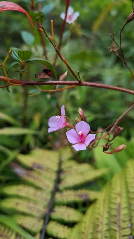 Flores rosadas de Monochaetum.