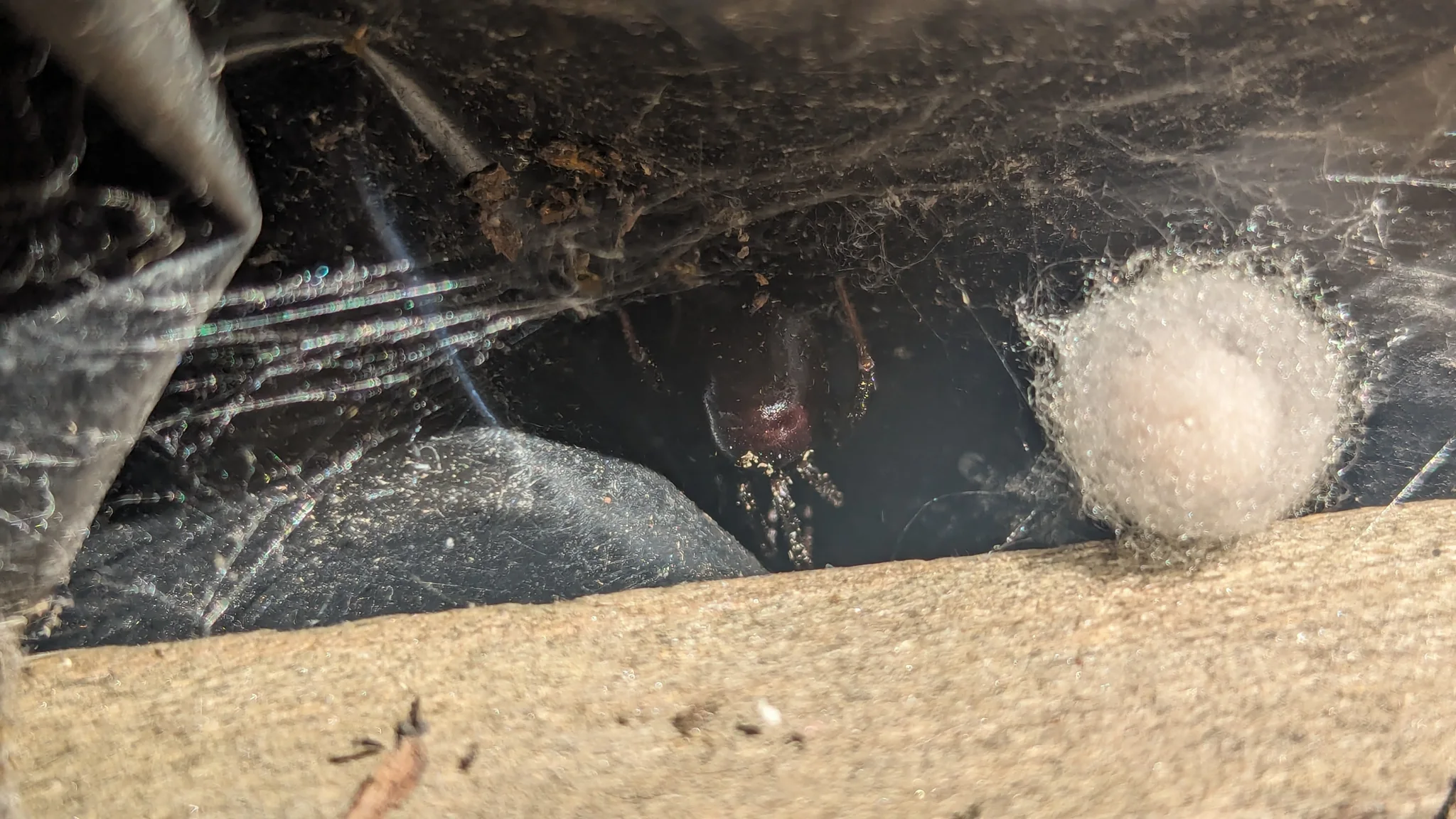 Araña y masa de seda en una esquina. La identificación más precisa sigue sin confirmarse.