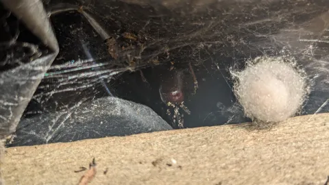 Araña y masa de seda en una esquina. La identificación más precisa sigue sin confirmarse.