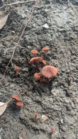 Pequeños hongos rojizos en corteza. La identificación más precisa sigue sin confirmarse.