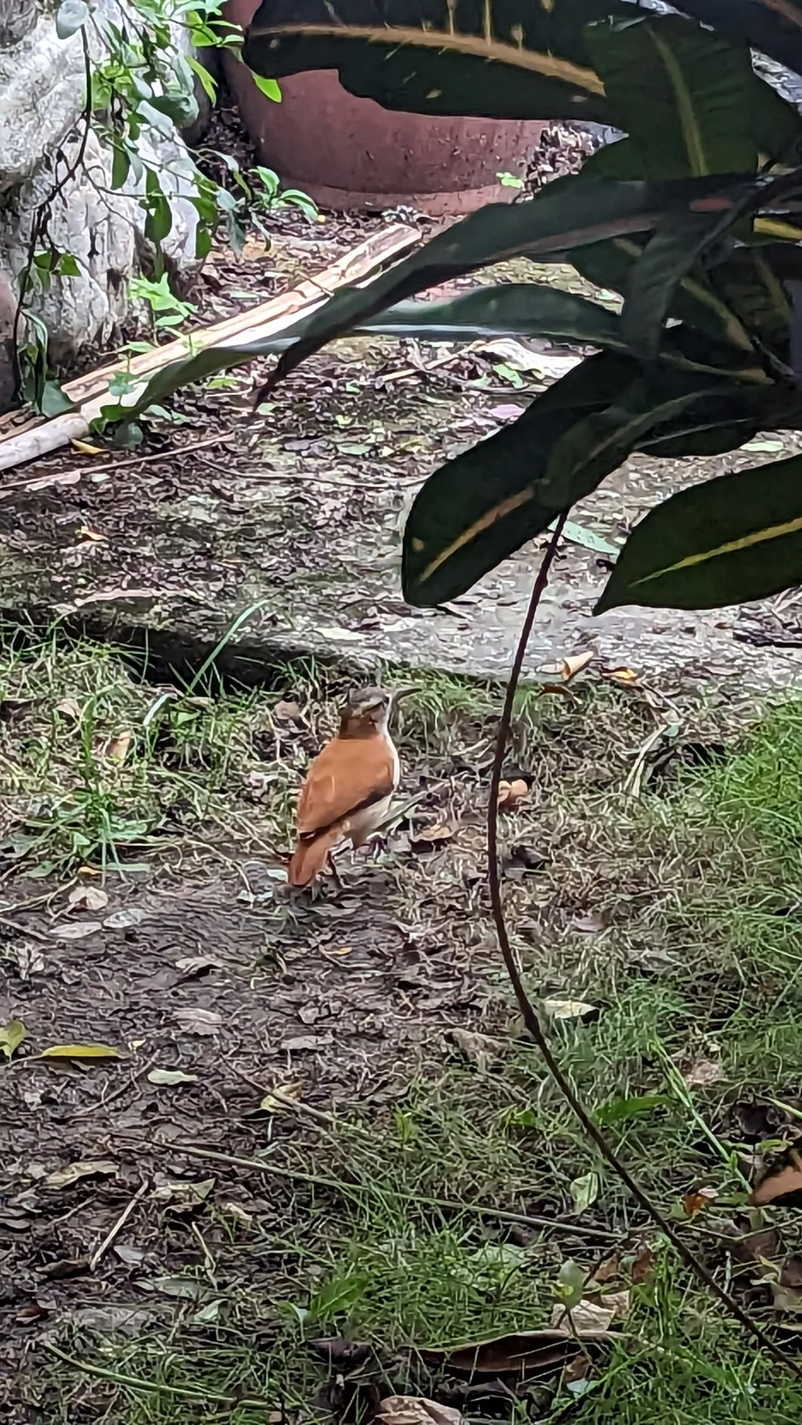Mariposa anaranjada junto al sendero. La identificación más precisa sigue sin confirmarse.