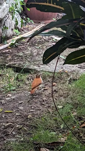 Mariposa anaranjada junto al sendero. La identificación más precisa sigue sin confirmarse.