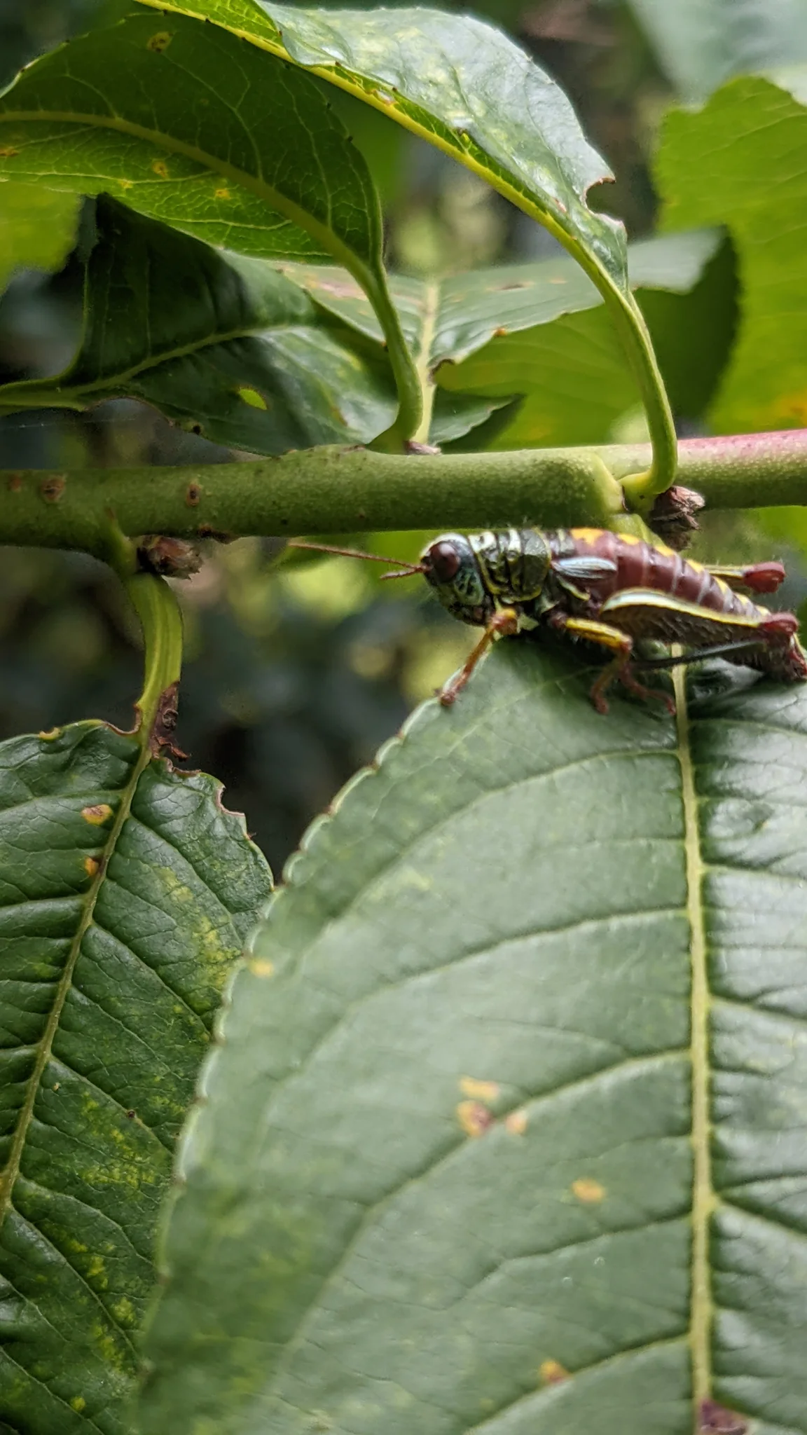 Insecto rayado sobre una hoja brillante. La identificación más precisa sigue sin confirmarse.