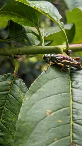 Insecto rayado sobre una hoja brillante. La identificación más precisa sigue sin confirmarse.