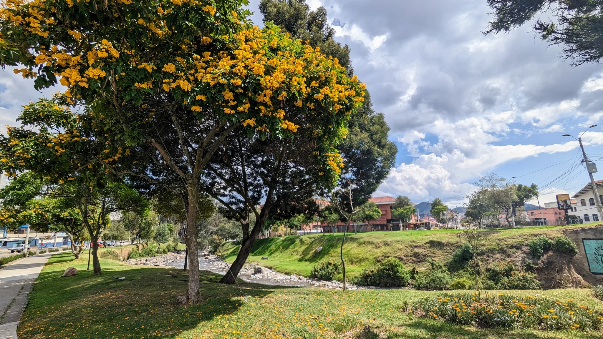 Un árbol frondoso de Tecoma lleva densos grupos de flores amarillas en forma de trompeta junto a un parque ribereño.