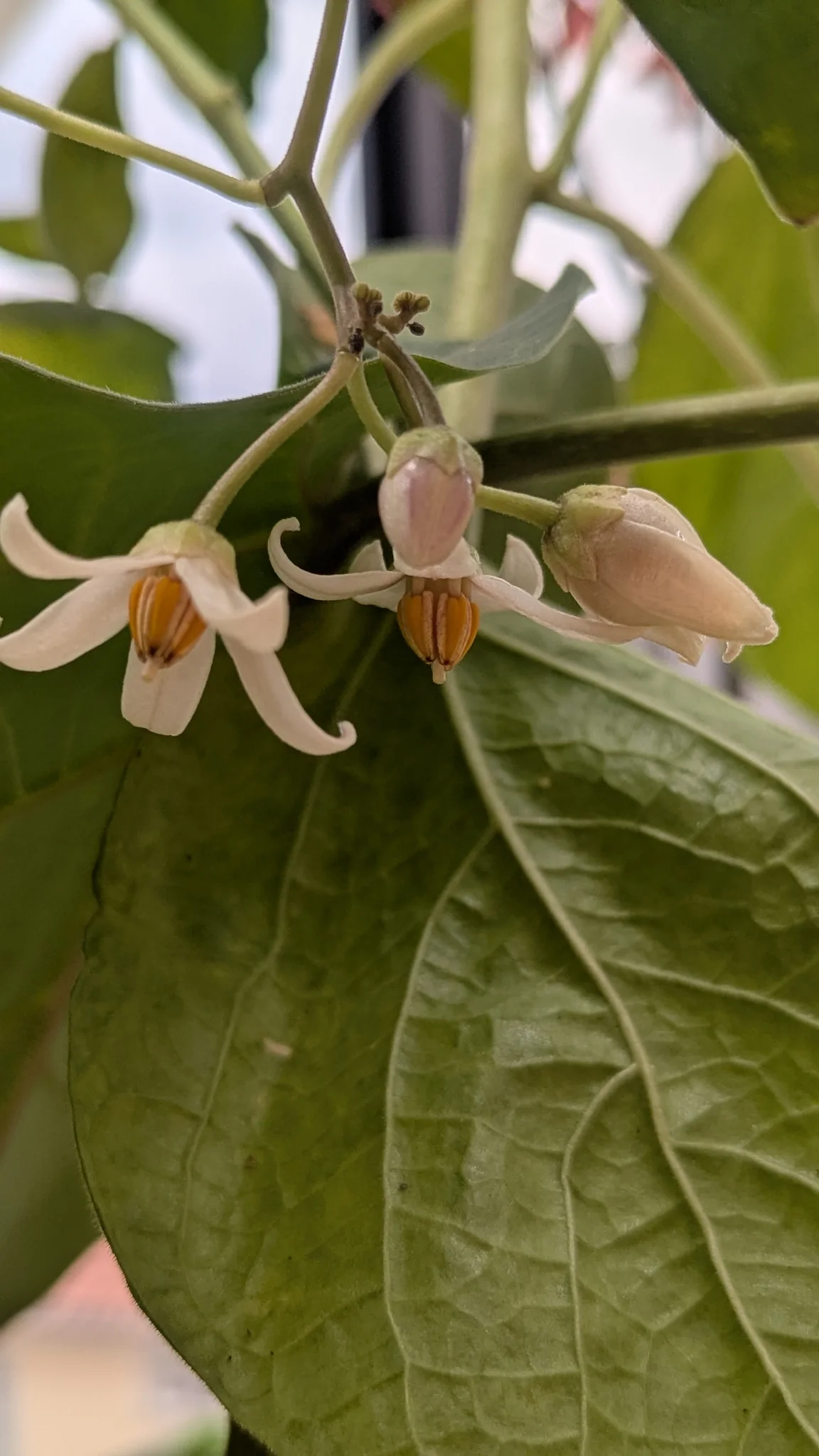 Pequeñas flores bajo hojas verdes. La identificación más precisa sigue sin confirmarse.