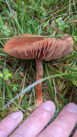 Láminas rosadas junto a una mano. La identificación más precisa sigue sin confirmarse.