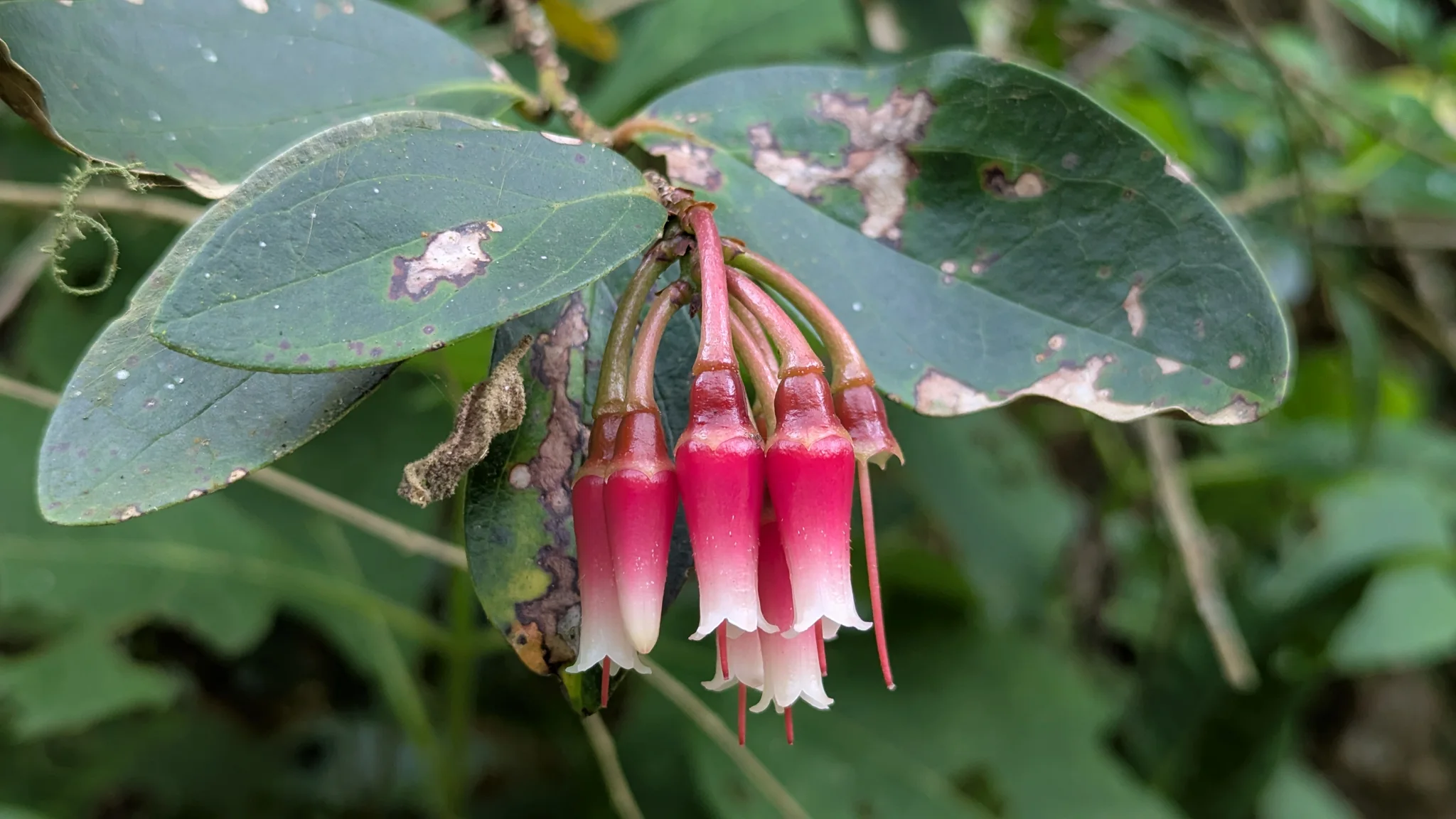 Flores rojas de Macleania, con forma de urna y puntas claras, cuelgan agrupadas entre hojas verdes y brillantes.