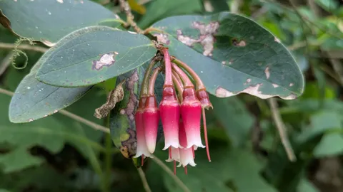 Flores rojas de Macleania, con forma de urna y puntas claras, cuelgan agrupadas entre hojas verdes y brillantes.