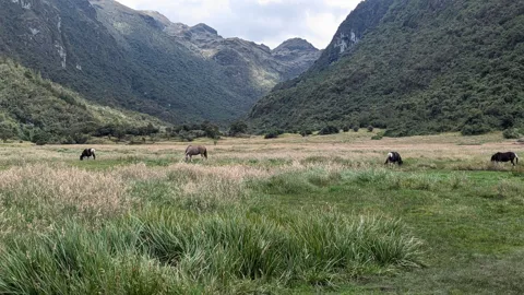 Un valle abierto entre laderas verdes