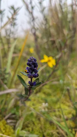 Espiga azul morada de Monnina.