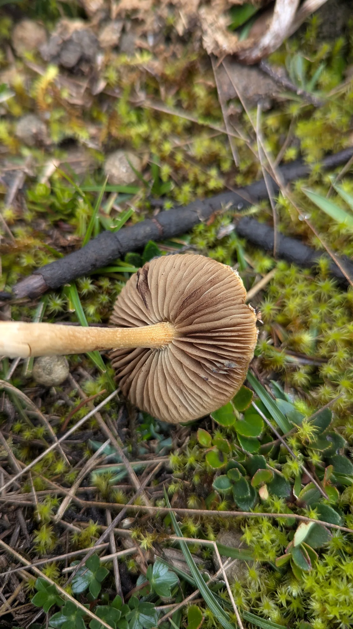 Una vista bajo un hongo ocre muestra láminas marrones muy juntas que irradian desde el pie. Este rasgo por sí solo no establece una especie.