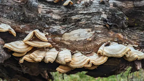 Hongos en repisa en un tronco caído