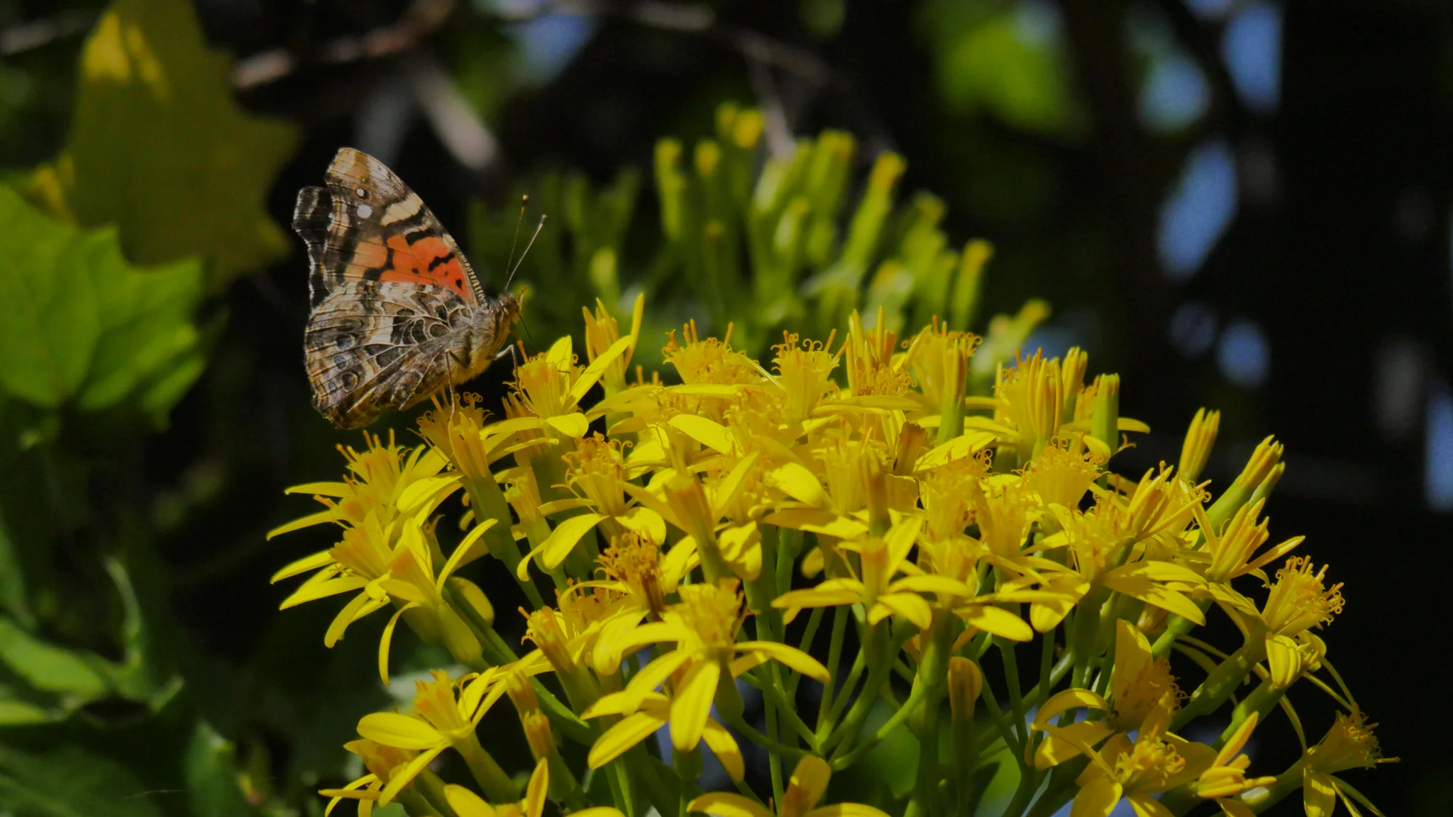Mariposa moteada entre flores amarillas. La identificación más precisa sigue sin confirmarse.