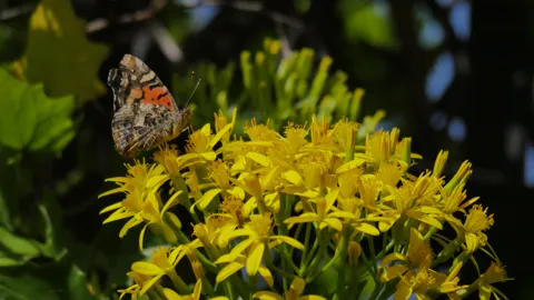 Mariposa moteada entre flores amarillas. La identificación más precisa sigue sin confirmarse.