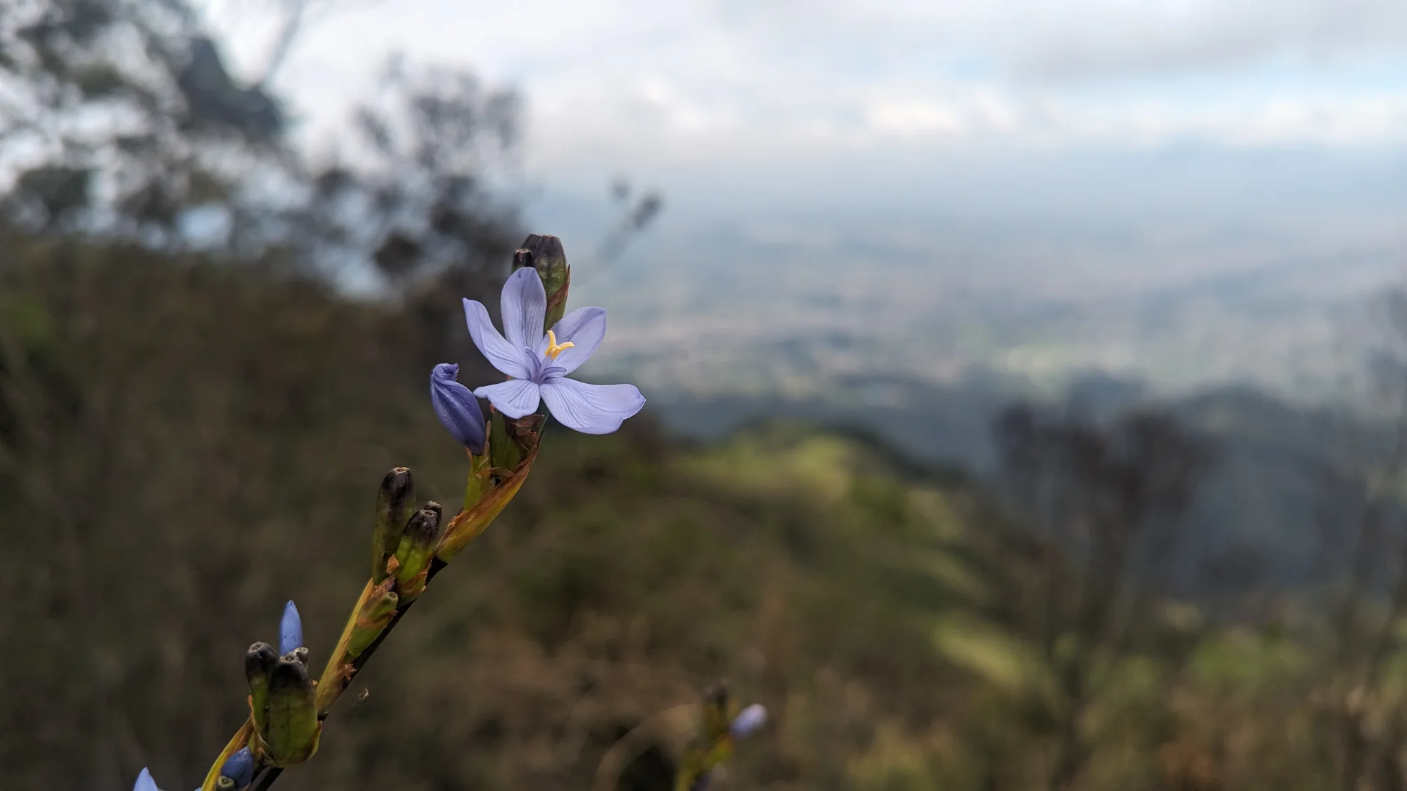 Una flor azul de Orthrosanthus chimboracensis abre seis tépalos en una ladera, con montañas y un valle al fondo.