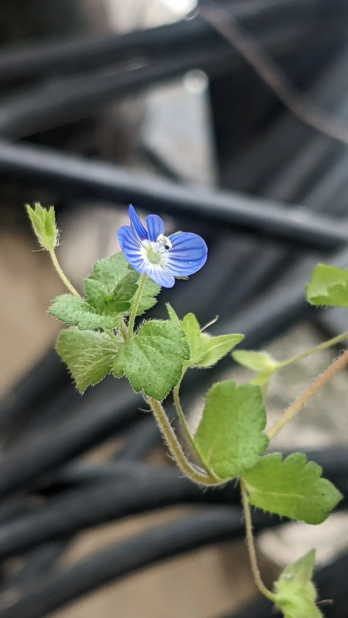 Pequeña flor azul de Veronica.