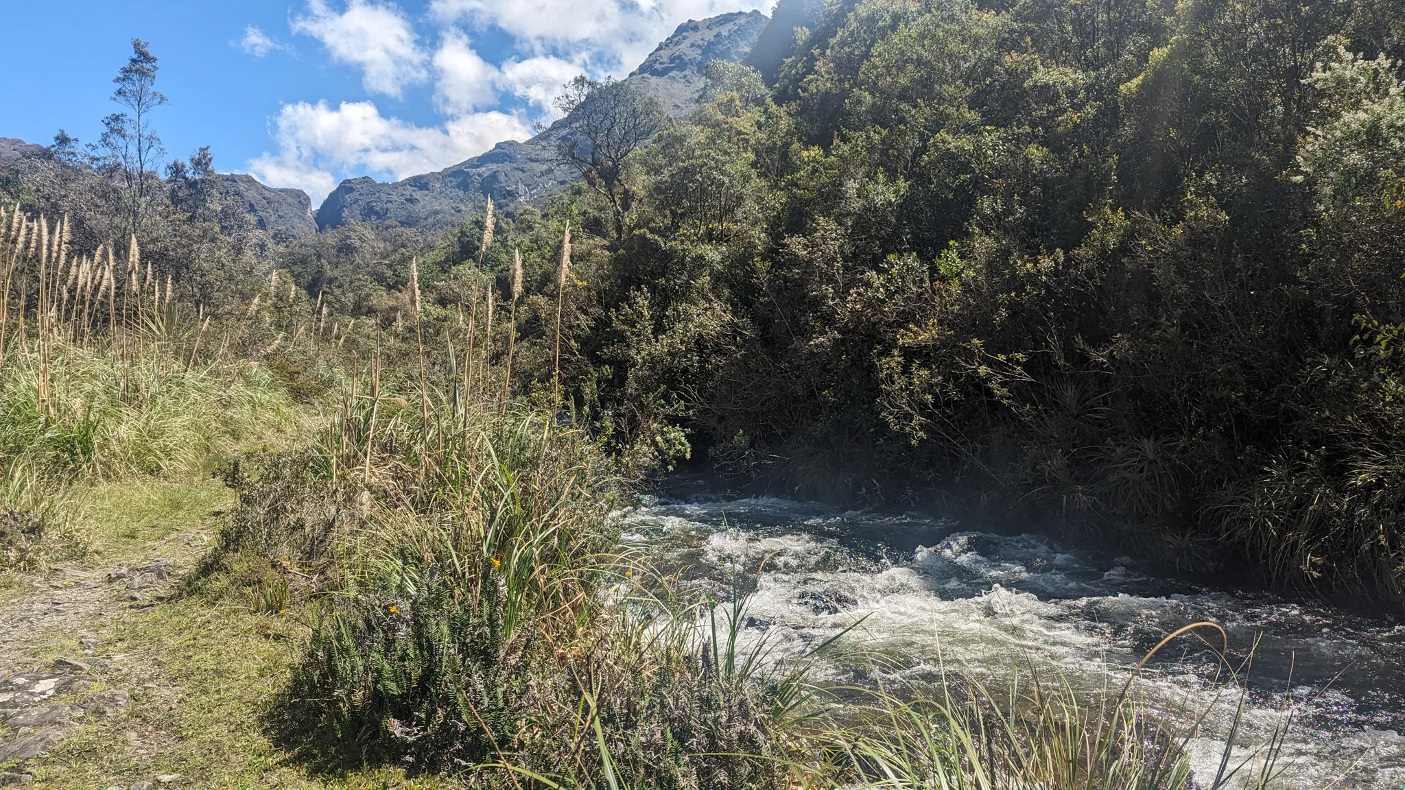 Una quebrada clara junto al bosque de altura