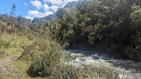 Una quebrada clara junto al bosque de altura