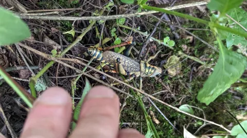 Saltamontes moteado entre hojas. La identificación más precisa sigue sin confirmarse.