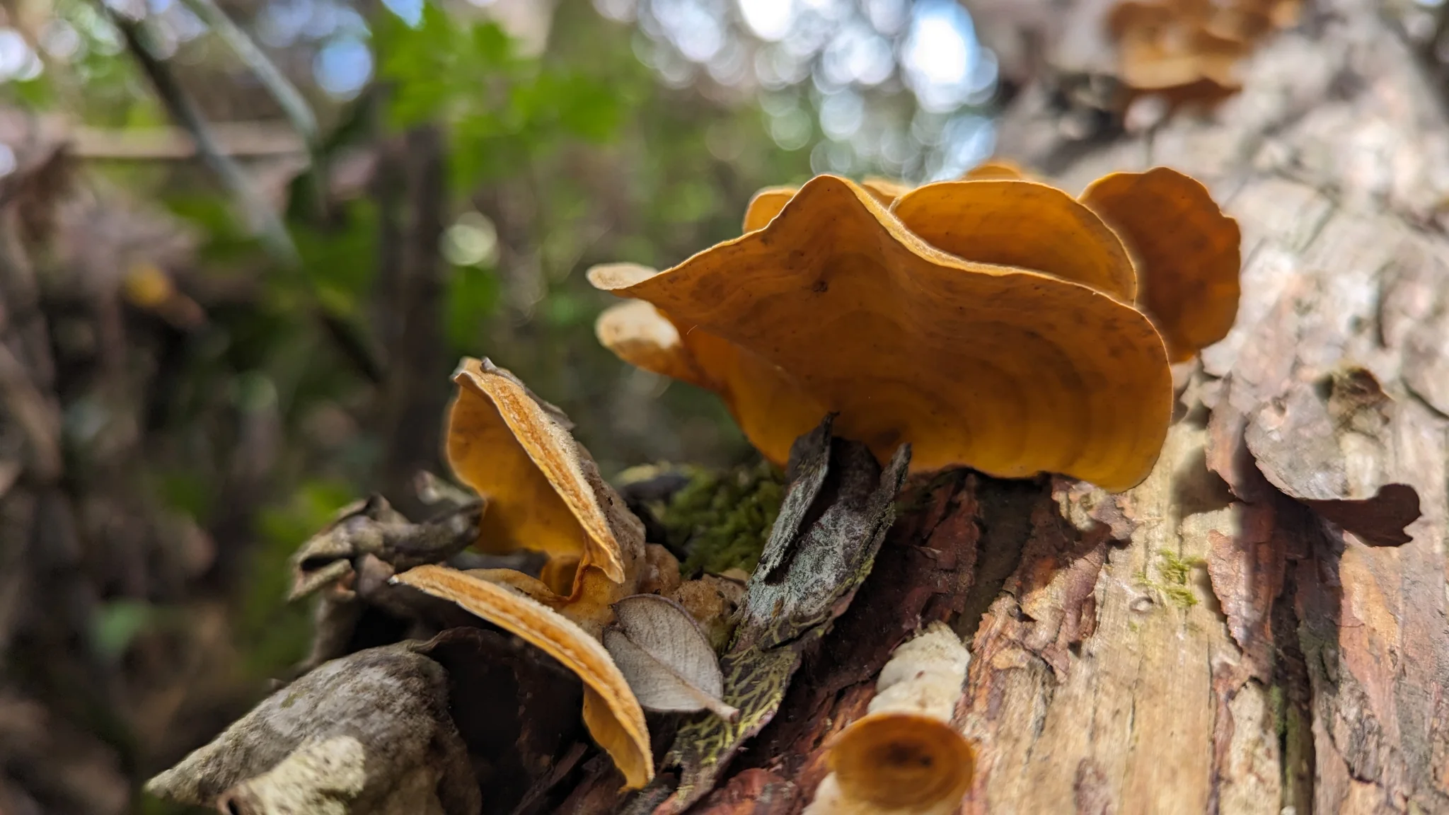 Hongos anaranjados sobre madera envejecida
