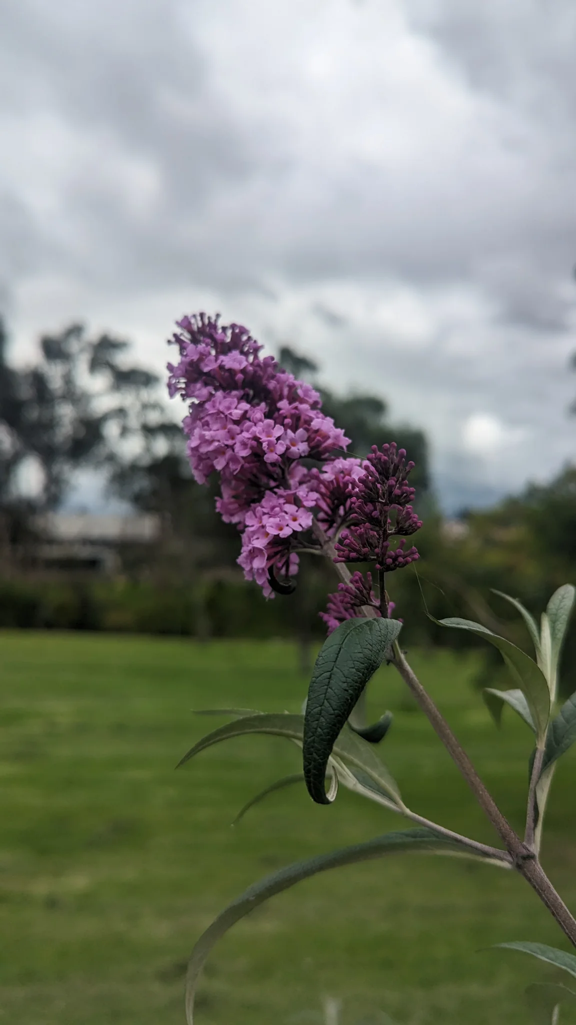 Espigas moradas de Buddleja.