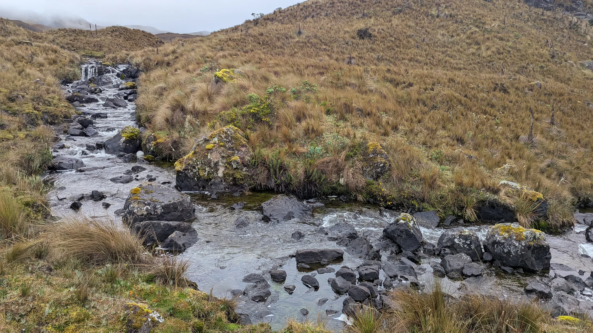 Piedras oscuras sobresalen de un arroyo poco profundo entre orillas de pajonal húmedo.
