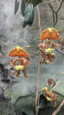 Orquídea Cyrtochilum.