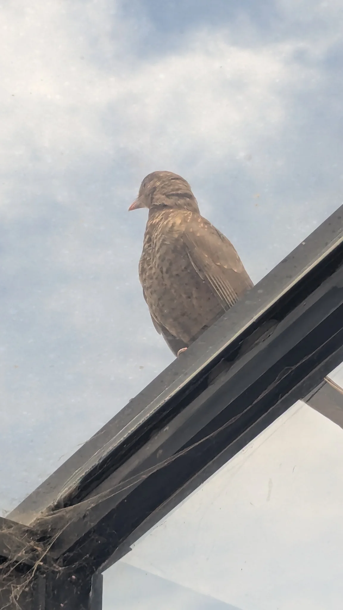Ave marrón junto al borde de una ventana. La identificación más precisa sigue sin confirmarse.