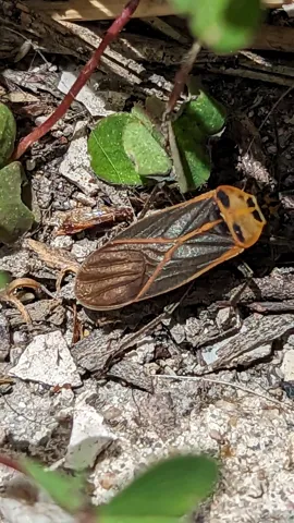 Insecto alado de líneas amarillas en el suelo. La identificación más precisa sigue sin confirmarse.