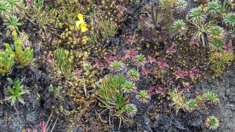Pequeñas plantas en un talud cubierto de musgo