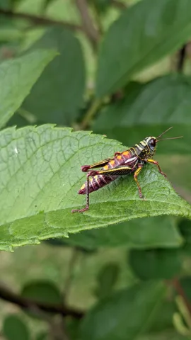 Saltamontes pequeño sobre una hoja. La identificación más precisa sigue sin confirmarse.