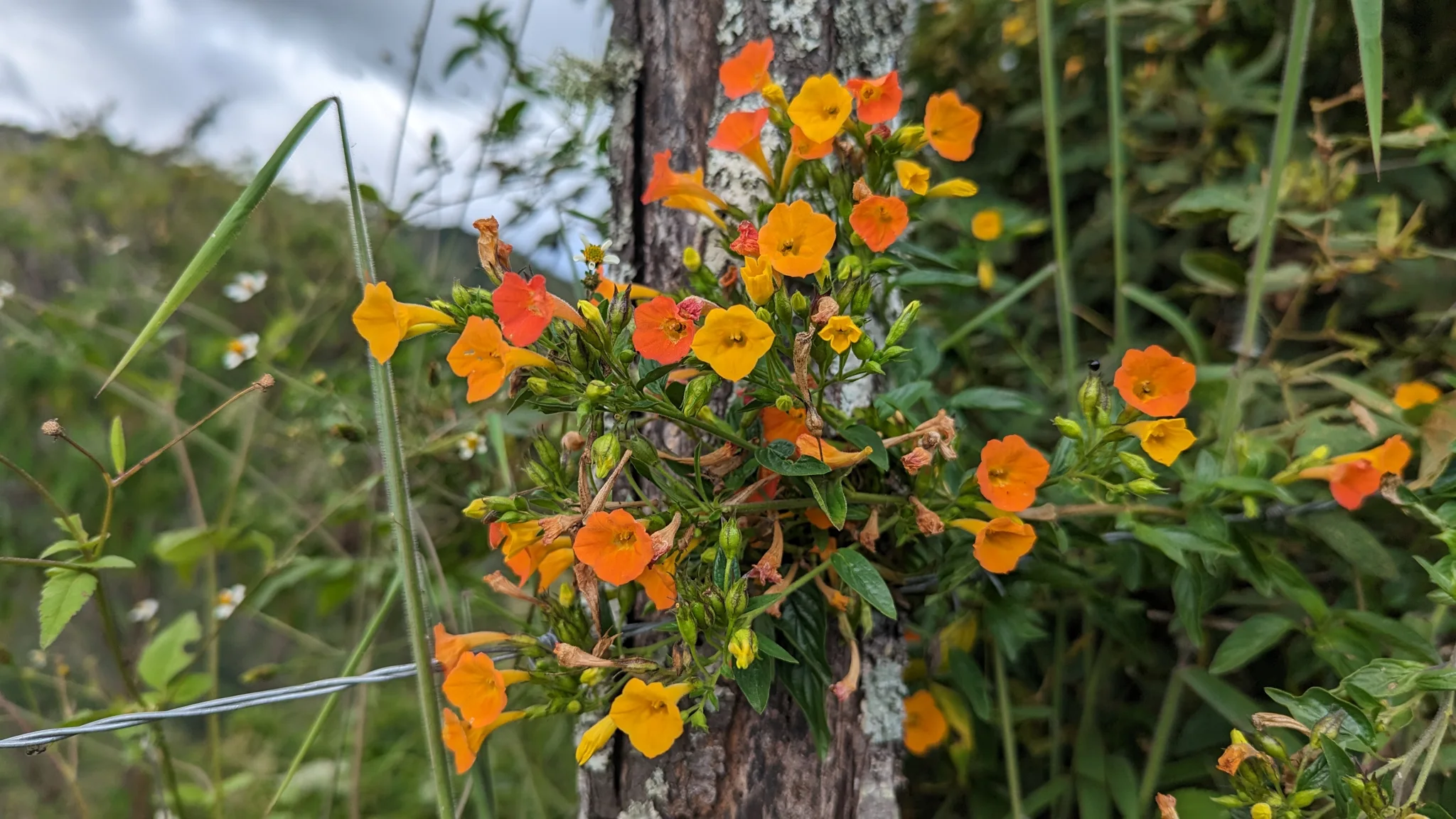 Flores amarillas y anaranjadas de Streptosolen jamesonii cuelgan entre hojas verdes junto al tronco de un árbol.