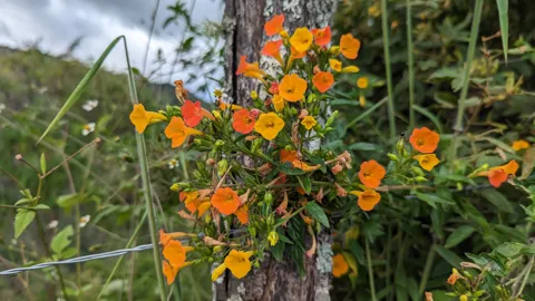 Flores amarillas y anaranjadas de Streptosolen jamesonii cuelgan entre hojas verdes junto al tronco de un árbol.