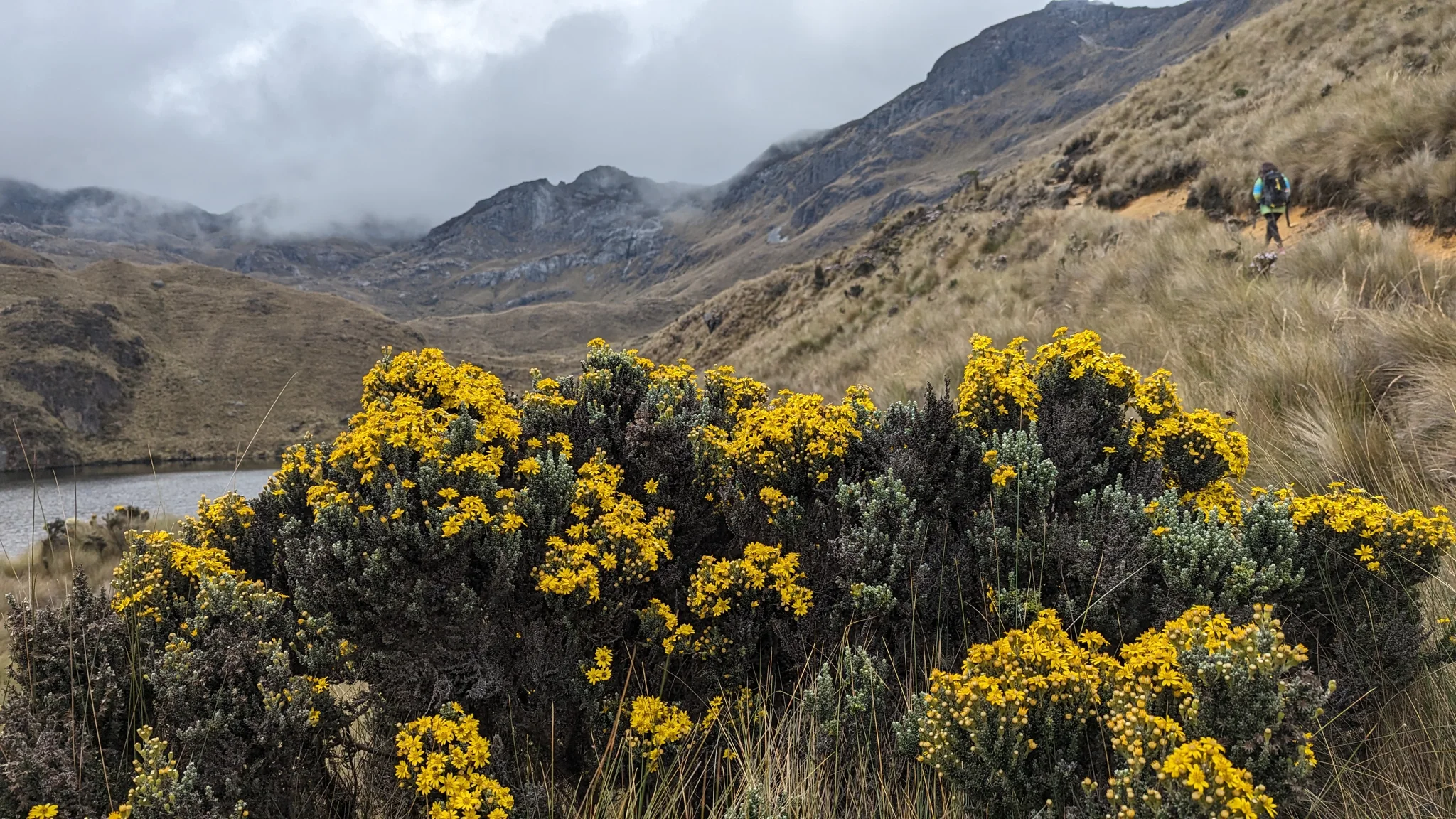 Arbustos de flores amarillas bajo las montañas