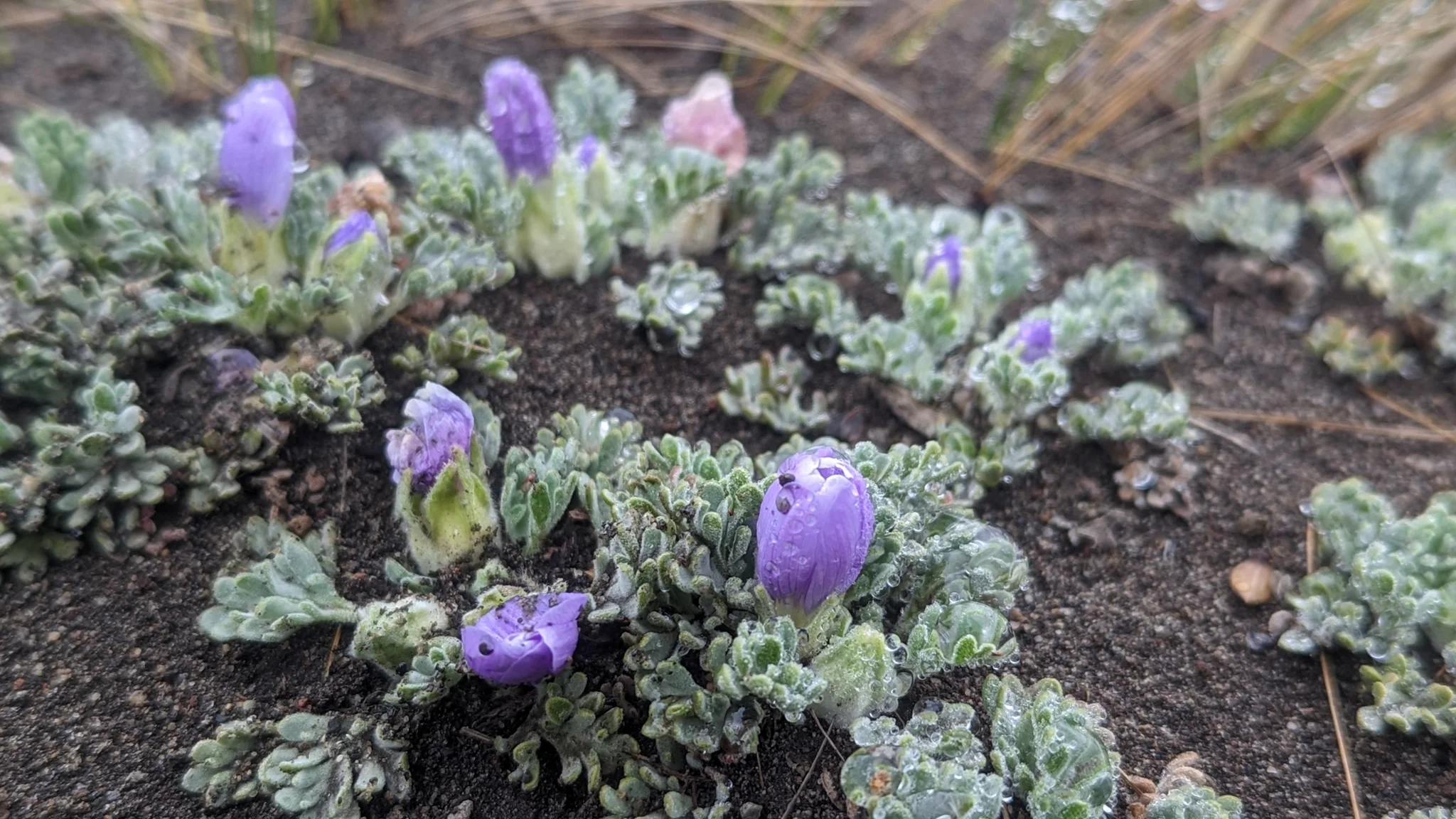 Pequeñas rosetas de Nototriche hartwegii, de hojas lobuladas y grisáceas, llevan botones violetas muy cerca del suelo.