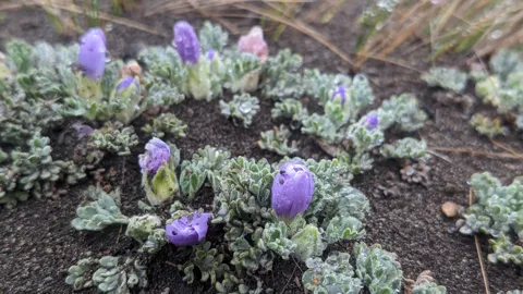 Pequeñas rosetas de Nototriche hartwegii, de hojas lobuladas y grisáceas, llevan botones violetas muy cerca del suelo.