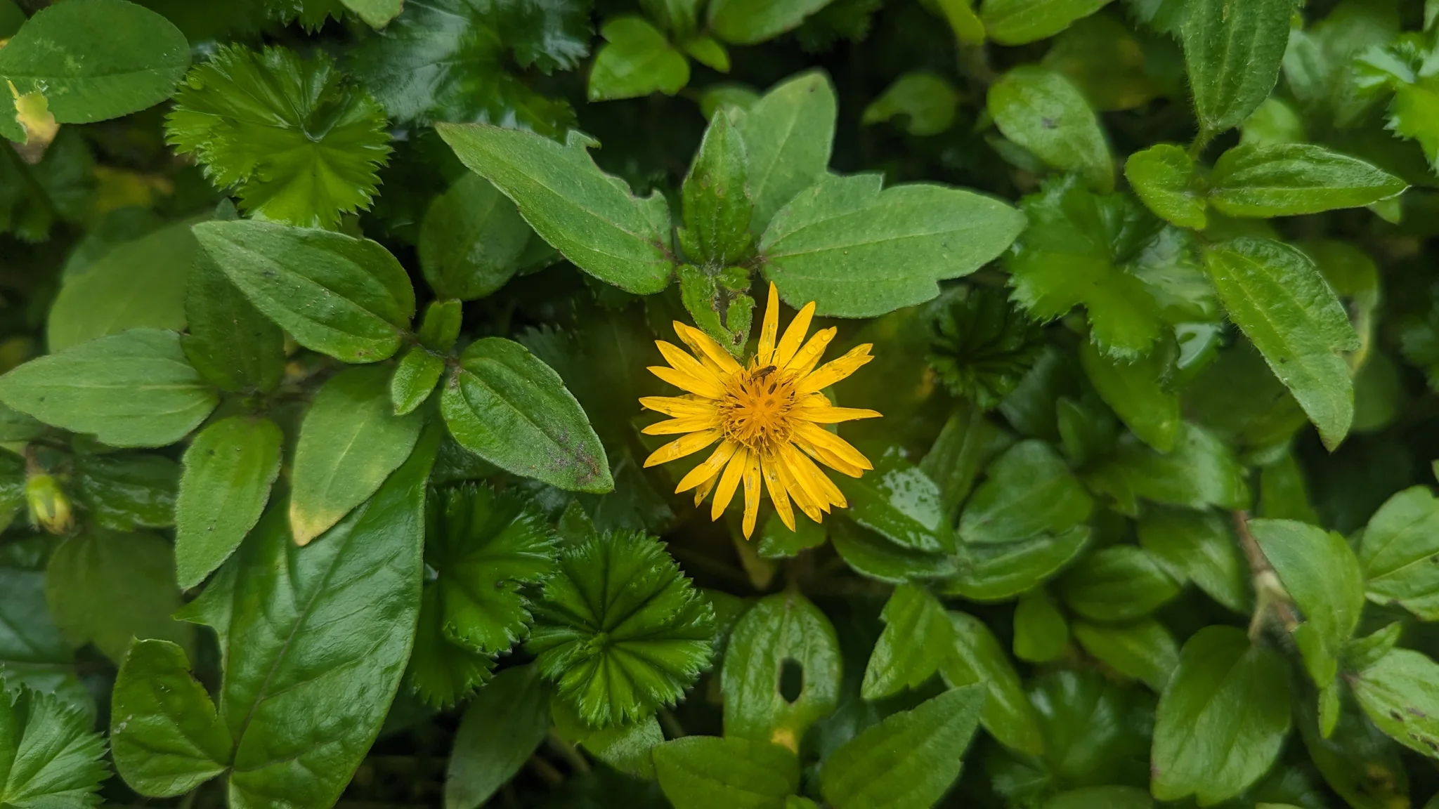 Cabezuela amarilla entre hojas verdes. La identificación más precisa sigue sin confirmarse.