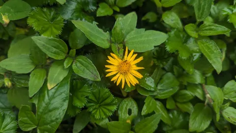 Cabezuela amarilla entre hojas verdes. La identificación más precisa sigue sin confirmarse.