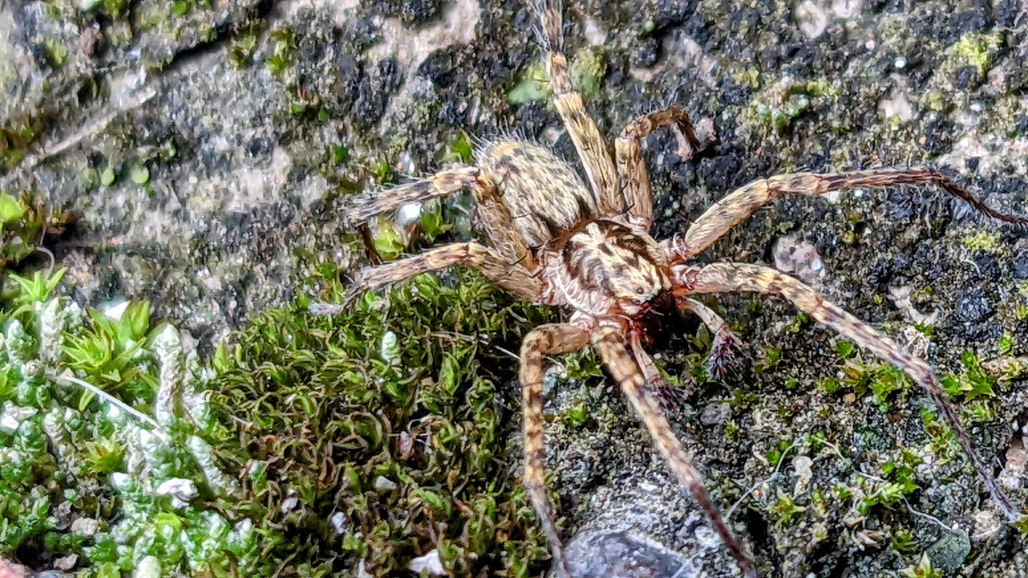 Araña moteada en una roca con musgo. La identificación más precisa sigue sin confirmarse.