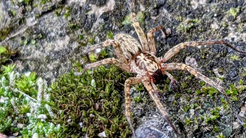 Araña moteada en una roca con musgo. La identificación más precisa sigue sin confirmarse.