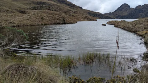 Una entrada con juncos se abre hacia la laguna Taitachugo, también registrada como Mamamag, bajo lomas redondeadas de páramo.