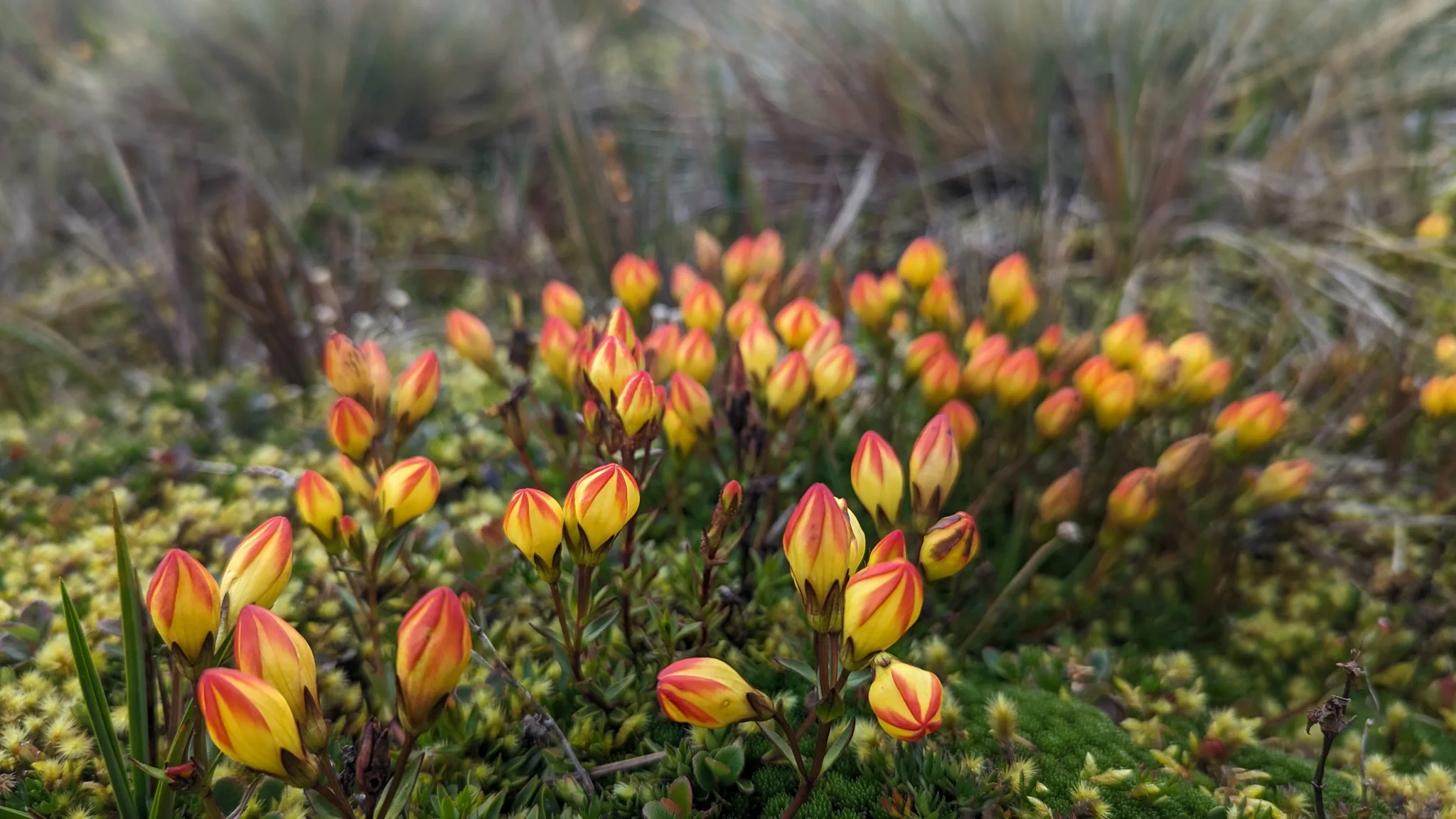 Flores anaranjadas en el páramo